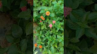 Lantana plant youtubeshwetagaur1675 [upl. by Foy504]