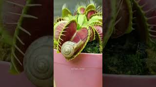 Venus flytrap plant 🔥 reels sciencefacts venusflytrap plants trending [upl. by Atilehs]