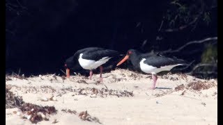 Pied Oystercatcher – Haematopus longirostris [upl. by Aicenev]