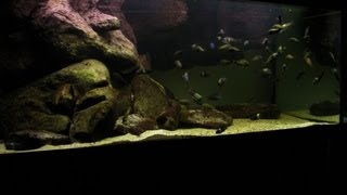 Tanganyika Tropheus tank 102012 HD [upl. by Maridel]