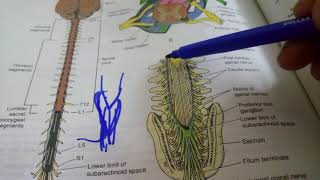 POSITIONAL CHANGES and MENINGES of SPINAL CORD extremely important [upl. by Zoltai]