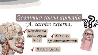 Зовнішня сонна артерія Передня та задня групи гілок Топографія ділянки кровопостачанняАнастомози [upl. by Mini]