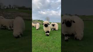 A flock of Valais blacknose sheep satisfying farming farmer farmlife sheep [upl. by Ylrebma]