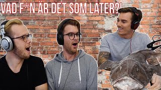 VAFAN ÄR DET SOM LÅTER [upl. by Donnenfeld]