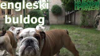 Engleski buldog  druželjubivi snažni pas [upl. by Citarella]