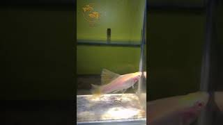 Swordtail Albino Hifin swordtailfish xiphophorus fishtank aquariumfish fish fyp [upl. by Yle]