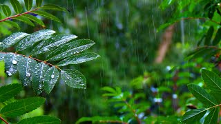 Rainforest Rain Sounds for Sleeping or Studying 🌧️ White Noise Rainstorm 10 Hours [upl. by Yknarf53]