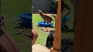 Golden Retrievers in a kiddie pool on a warm spring afternoon goldenretriever dog [upl. by Olgnaed663]