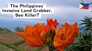 The Invasive African Tulip Tree in the Philippines A Spreading Menace [upl. by Virgie670]