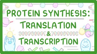 How are Proteins Made  Transcription and Translation Explained 66 [upl. by Alrak]