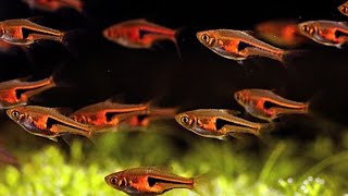 Harlequin Rasbora A Lively Addition to Your Aquarium [upl. by Sanoj]