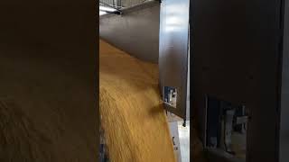 UNLOADING 600 BUSHELS OF CORN IN 30 SECONDS shorts harvest24 corn farming farm [upl. by Ynnav]