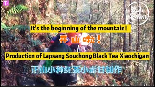 ｜Lapsang Souchong black tea｜Xiao Chi Gan production process｜TLifeTV [upl. by Hynes]