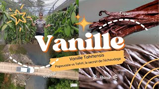 Vanille Tahitensis  Papouasie vs Tahiti le secret de léchaudage [upl. by Nnylirak]