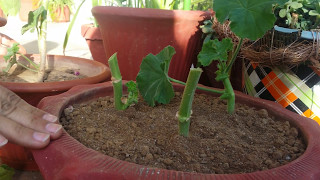 How to take geranium cuttings for new plantHindiUrdu [upl. by Scharff]