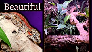 Breeding Crested and Gargoyle Geckos for Dummies [upl. by Hujsak523]