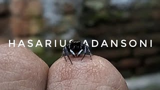 Jumping Spider behavior 🕷️ [upl. by Leesa]