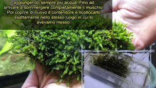 Come adattare muschio terrestre ed inserirlo in acquario  How to adapt the ground moss in aquarium [upl. by Giustina]