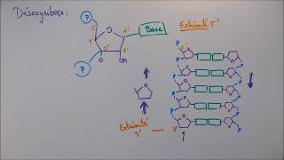 Réplication ADN  2 Détails moléculaires [upl. by Wernsman803]