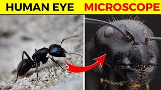 15 Things You Can See Only Under Microscope  Rewirs Facts [upl. by Eniroc]