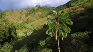 Flying over Cocora Valley Wax Palms palma de Cera Salento Colombia  DJI drone [upl. by Silber]