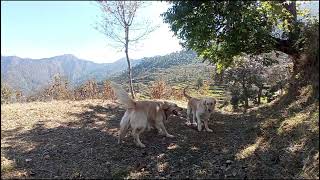 When Leo Met Ellie goldenretriever playing [upl. by Housen566]