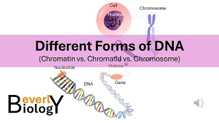 Chromosomes vs Chromatids vs Chromatin Different Forms of DNA [upl. by Sladen653]