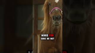 Feeding Miniature Horses amp Ponies [upl. by Line]