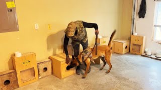 Belgian Malinois Cadaver Dog Training [upl. by Lette]