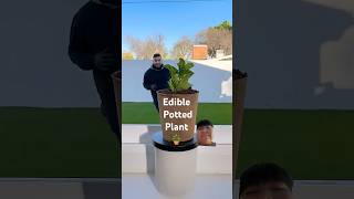 Edible Potted Plant patrickzeinaliPlantsVsZombies [upl. by Aiblis]