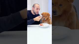 Pet friendly dog part2 funny funnypetsmoments doglover pets petmoments petowner funnyvideo [upl. by Nievelt]