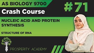 Structure of RNA  Nucleic Acid and Protein Synthesis  9700 AS Biology UrduHindi [upl. by Maighdlin]