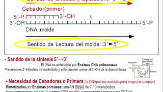 Tema 53 Replicación S1 Caracteristicas generales umh1163 [upl. by Asyal]