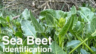 Sea Beet Identification Beta vulgaris spp maritima [upl. by Towers]