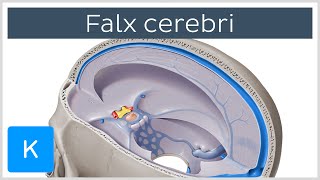 Falx cerebri Falx Cerebri  Human Anatomy  Kenhub [upl. by Klein158]