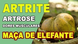 Tratamento natural Artrose Artrite Reumatismo Dores musculares Maça de Elefante [upl. by Esau]