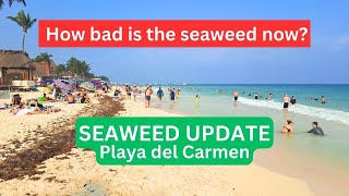 SEAWEED Playa del Carmen Beaches  March 27 Update  Mexican Caribbean seaweed playadelcarmen [upl. by Aitan979]