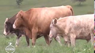 Fleckvieh Why Most farmers want this cow  Part 2 [upl. by Donica]