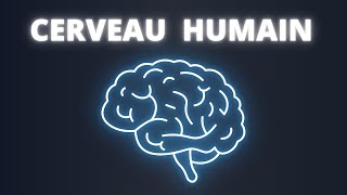 🧠 Comment Fonctionne Le Cerveau  En 7 Minutes [upl. by Vareck]