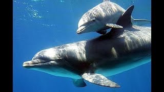 Le chant de dauphins qui jouent avec leur bébé [upl. by Ailic708]