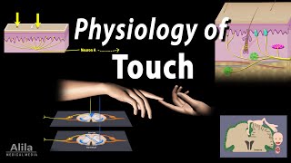 Physiology of Touch Receptors and Pathways Animation [upl. by Bashemeth]