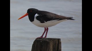 An Oystercatcher Story [upl. by Atsuj]