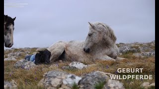 Geburt bei den WildpferdenBirth wild horses [upl. by Hermosa]