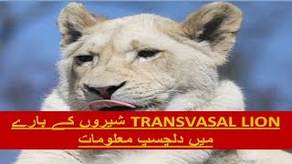 TRANSVAAL LIONS  TOP FACTS ABOUT TRANSVAAL LION AND ABOUT LIFE AND EVERY THING [upl. by Hosea]