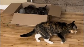 Cats in Cozy Cardboard Boxes😸📦 catsdailylife mainecooncapers [upl. by Thorrlow]