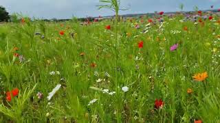 Wildflower Meadow  Helmsley [upl. by Aynam413]