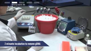 How to perform RT and DNAse step in one tube with Maxima [upl. by Aimit]