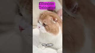 🛑 El ESTRÉS puede CAMBIAR el PELO de tu GATO❓🐱 [upl. by Lukin]