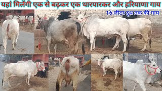 For Sale 👉 Top Haryana and Tharparkar Cows  यहां मिलेंगी एक से बढ़कर एक थारपारकर और हरियाणा गायें [upl. by Kolva]