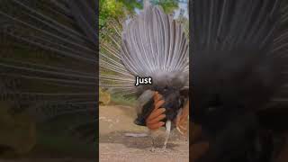 Discovery the Mimicry Master Lyrebird [upl. by Wooster977]